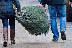 Осторожно, новогодняя ёлка: Россельхознадзор напоминает тамбовчанам - зелёные красавицы могут быть опасны