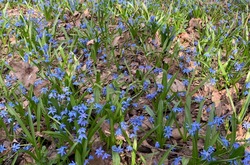 В Тамбовской области началась акция по охране раннецветущих растений