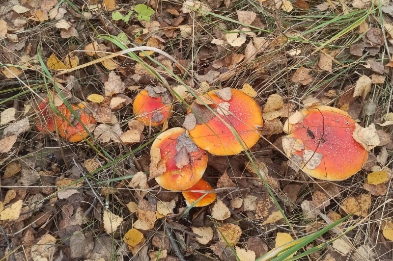 Заблуждение 3