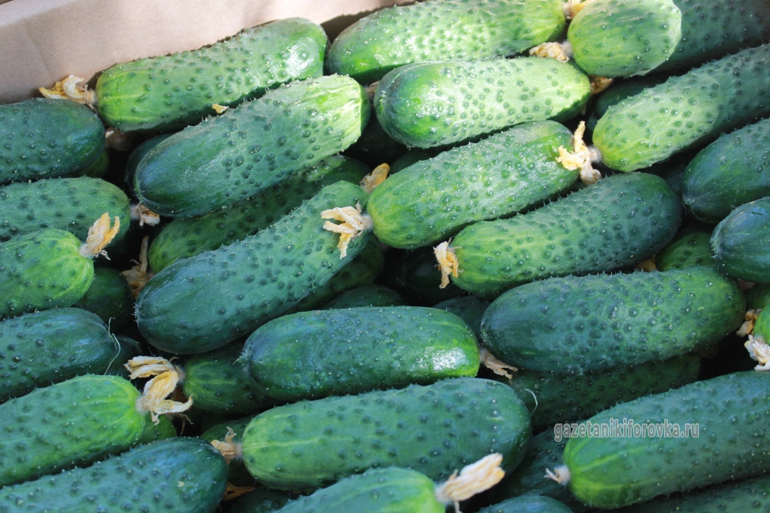 Никифоровские овощеводы и их продукция