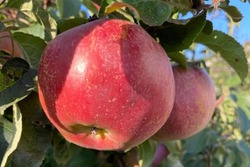 В Тамбовской области собрали уже 11 тысяч тонн яблок