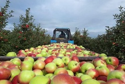 В садах Тамбовской области собрано более 3,6 тысячи тонн яблок