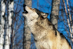 Как в лесах «поселились» тамбовские волки