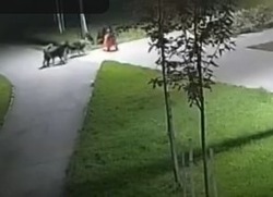 Тамбовские следователи начали проверку по факту нападения собак на ребёнка