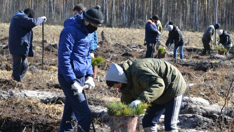 В питомнике лесхоза согласно плану должны были высаживать 260 саженцев сосны ежедневно