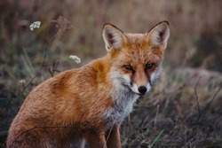 В Тамбовском округе выявлено бешенство у лисы 