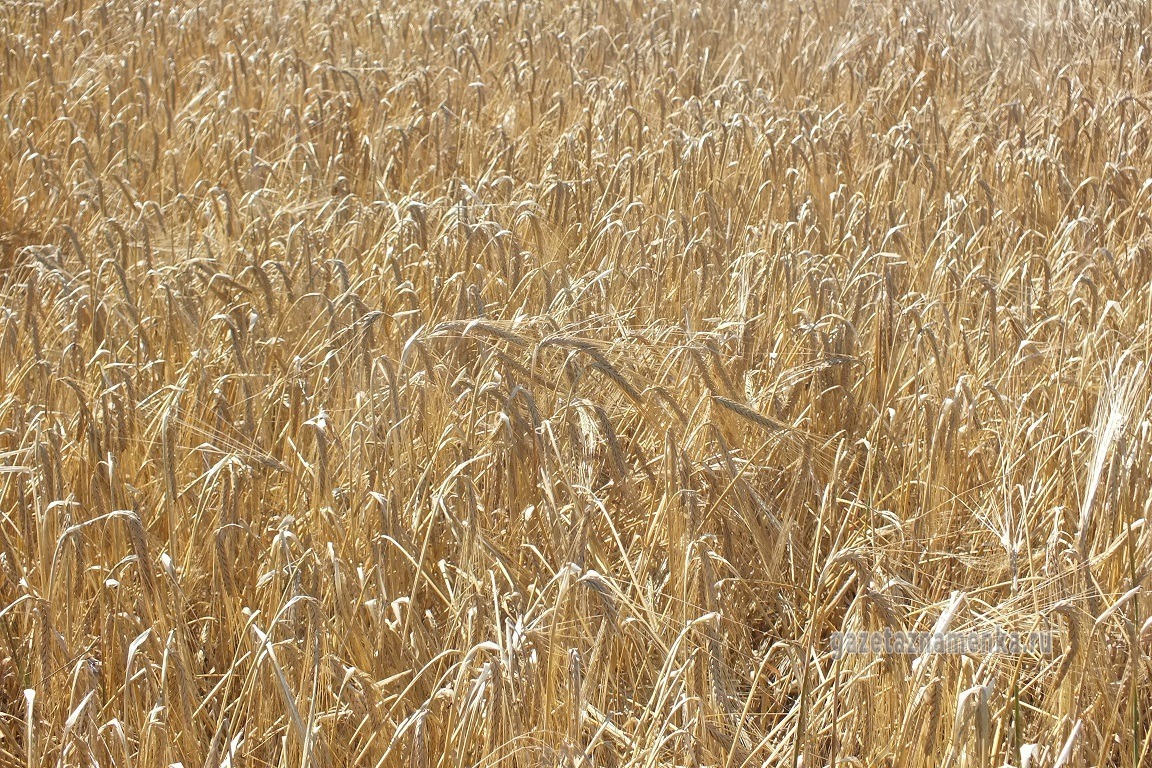 Озимая пшеница 