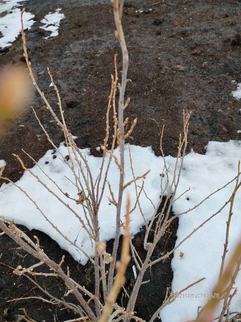 Январские грибы собрали мучкапцы