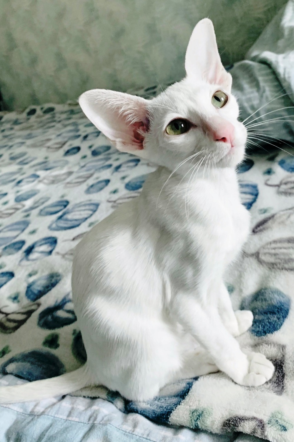 Элис Белоснежка