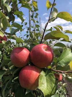 В тамбовских садах продолжается сбор яблок