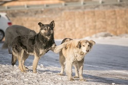 В Тамбове у автовокзала «Северный» давили машиной бродячих собак