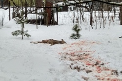 В парке Дружбы нашли труп косули, полицейские проводят проверку