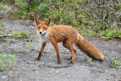 В Тамбовской области объявили охоту на лисиц
