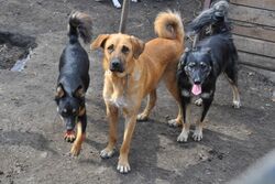 В Сампуре организация по отлову бездомных животных травила собак ядом