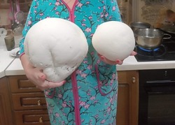 Жительница Уварова нашла гигантский гриб