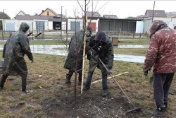 В Уварове подрядчика обязали высадить заново 100 погибших деревьев