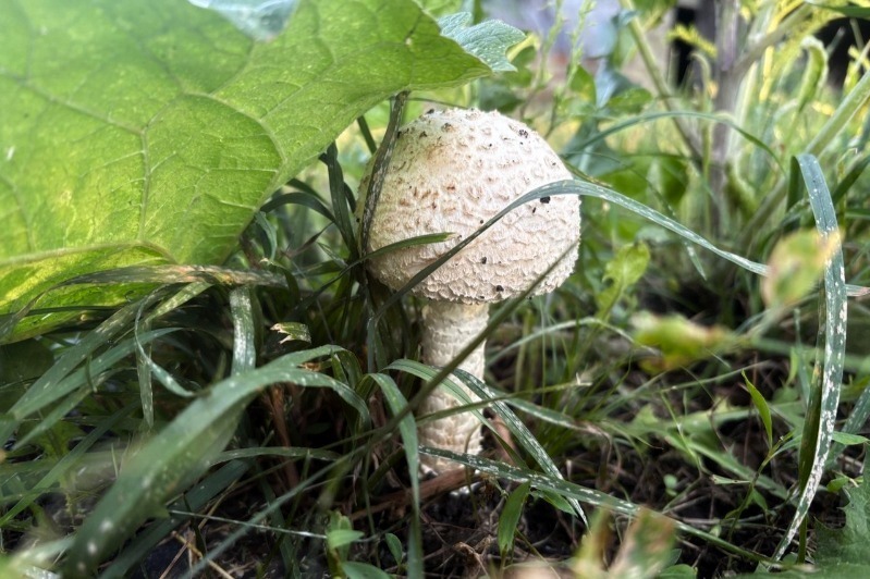 В Тамбовском округе два человека отравились грибами