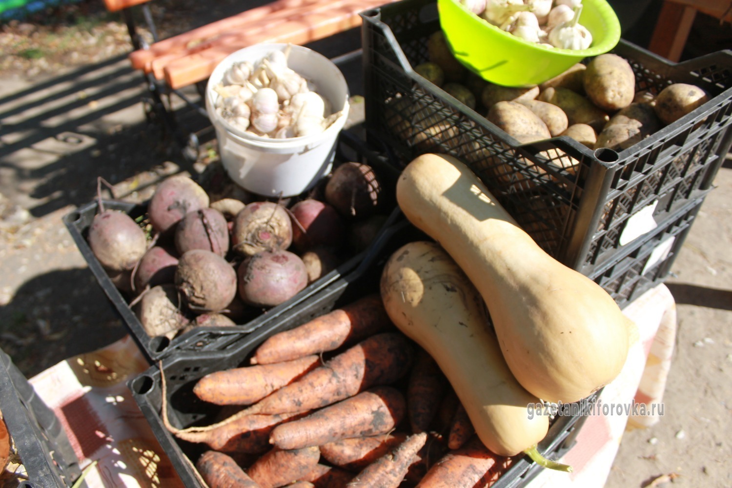Никифоровские овощеводы и их продукция