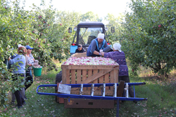 Яблочко к яблочку: жердевские садоводы стали первыми на Тамбовщине по урожайности плодов