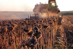 Тамбовские аграрии собрали рекордный урожай подсолнечника