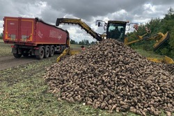 Тамбовские аграрии порадовали урожаем сахарной свеклы