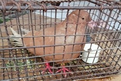 Потерявшийся на улице Рассказова голубь оказался почтовым