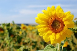 В Тамбовской области посеяно свыше 335 тысяч гектаров полей подсолнечника