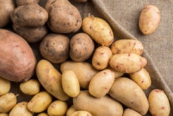 В Тамбовской области выросла урожайность картофеля 