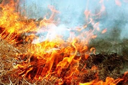 МЧС объявило о чрезвычайной пожарной опасности в Тамбовской области