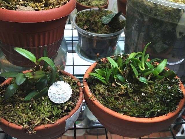 Слева Dendrobium pachyphyllum, справа его близкий родственник Dendrobium hymenantum