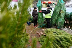 Что почём: репортаж «ТЖ» с ёлочных базаров Тамбова