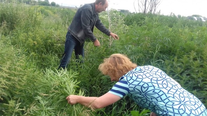 Распространение саранчи. Луговой забайкальский край. Плантации коки в колумбии фото. Засуха в сельском хозяйстве. Истребление посевов 7 букв.