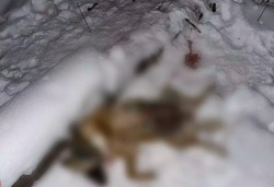 В лесу под Трегуляем расстреляли собаку со щенятами