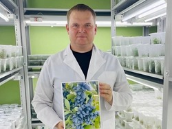 Новый сорт мичуринской жимолости назвали в честь Дмитрия Медведева 