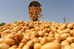 Урожай тамбовского картофеля превысил 112 тысяч тонн