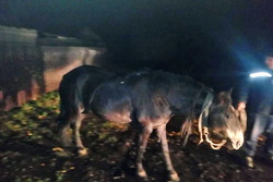 В Мичуринском районе легковушка сбила лошадь