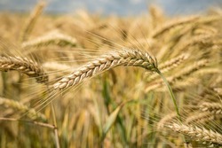 Максим Егоров заверил, что местной сельхозпродукции на прилавках станет значительно больше