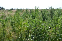 В Тамбовском районе обнаружили 1,5 гектара дикорастущей конопли