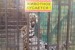 В Тамбове закрылся зоопарк: звери распроданы