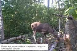 В тамбовском заказнике фотоловушка зафиксировала лося, пришедшего восполнить солевой баланс