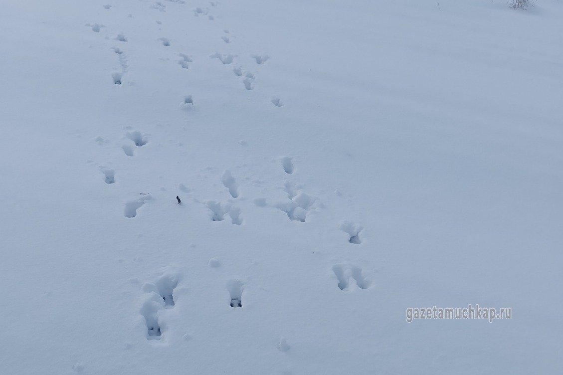 Следы косули