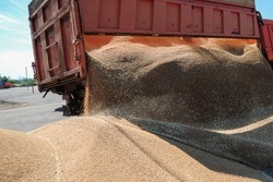 Министр сельского хозяйства Тамбовской области Алена Сытова: «Регион по урожаю зерновых второй в ЦФО»