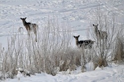В Тамбовской области вернули в дикую природу 43 животных