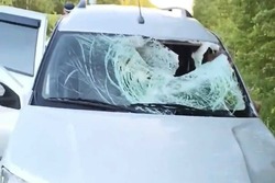 На трассе под Моршанском в ДТП погибла молодая лосиха