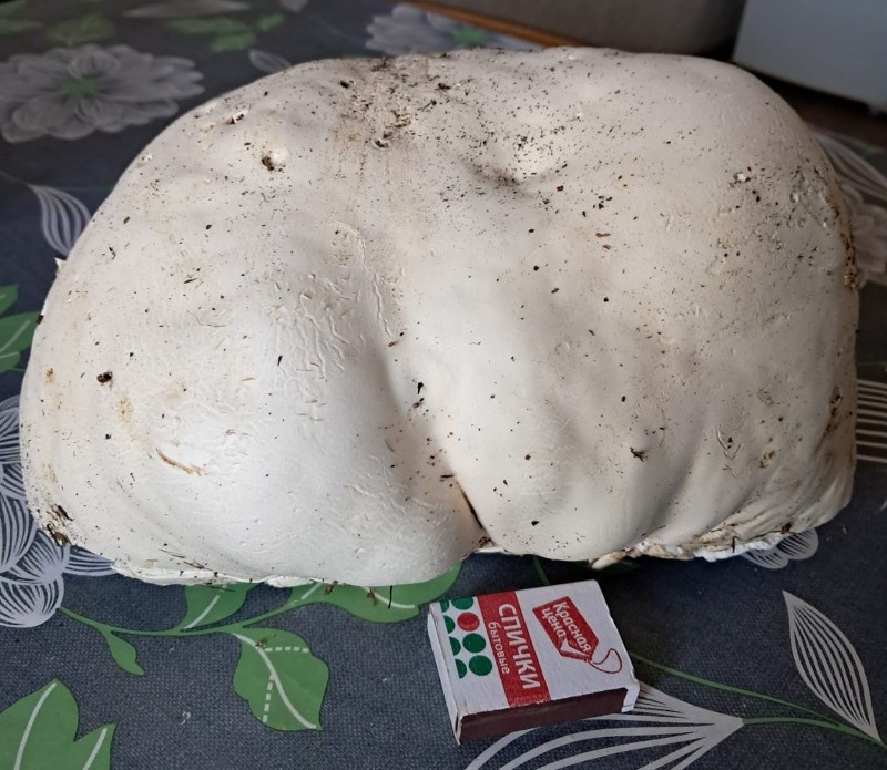 Гриб-гигант нашли грибники из Умёта