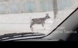 Тамбов вновь посетила косуля