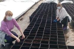 Мичуринские учёные занимаются получением оздоровленного материала картофеля