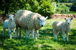 Два фермера из Знаменского округа украли 37 овец