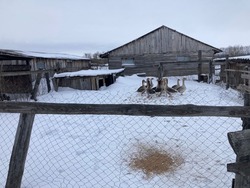 В Тамбовском округе работник украл у фермера гусей