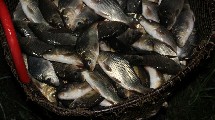 малек карпа чешуйчатого. малек карпа 10 гр. зарыбление озера. рыбалка на карпа. сазан рыба малек.